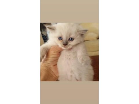 Safkan erkek british shorthair yavrular