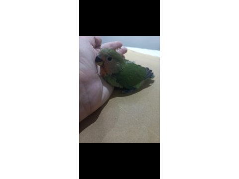 Full evcil ele alışık sevda papağanı yavrusu