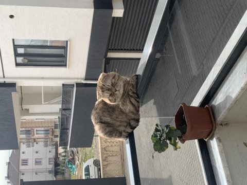 Scottish fold whiskas cinsli kedimiz