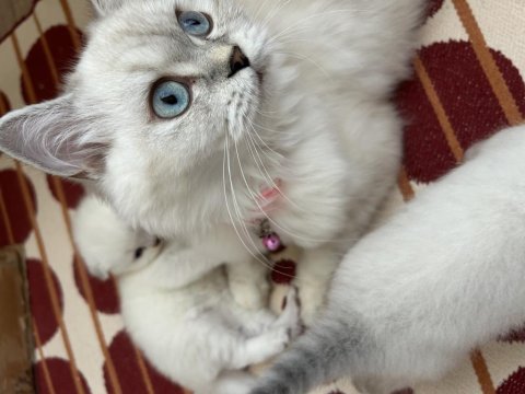 Maviş kızım 9 aylık british longhair