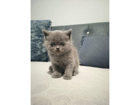 Kaliteli british shorthair sağlıklı yavrular