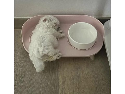 Maltese yavruları