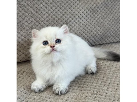 Brıtısh longhaır yavrumuz