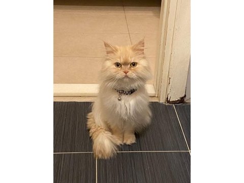 Tarçın’ımıza yuva arıyoruz chinchilla