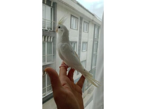 Sultan papağanı yavru ve damızlık kuşlar