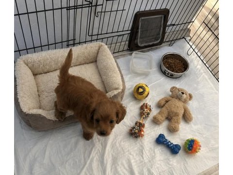 Maltipoo mia yeni yuvasını arıyor