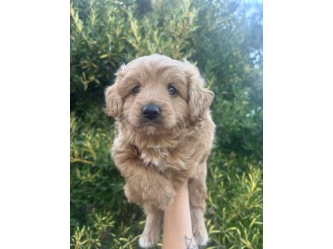 Mini doodle yavru ailesini bekliyor