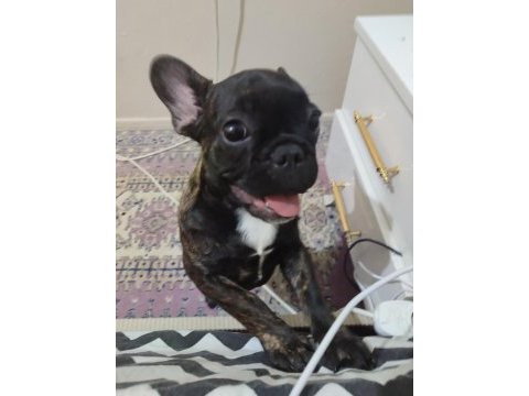 Tiger french bulldog yavruları