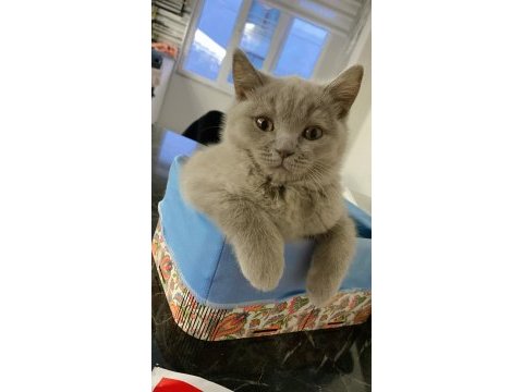 British shorthair oğlumuz yeni ailesini arıyor