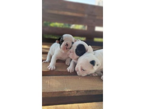 Pamuk gibi beyaz french bulldog yavrularımız