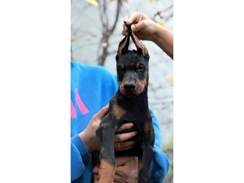 Safkan fci şecereli doberman yavrularımız