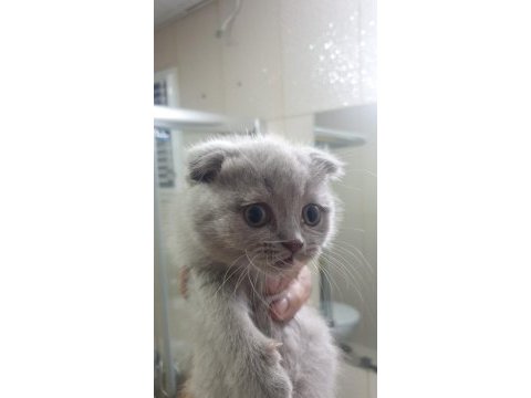 British shorthair yavru