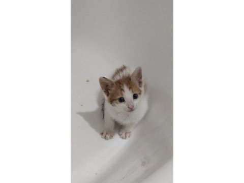 Veteriner hekimden sokaktan kurtarılmış yavru kedimiz