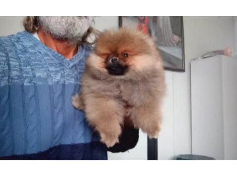 Orijinal pomeranian boo