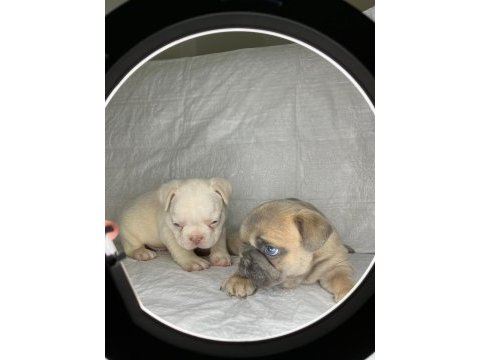 Türkiyenin en iyi french bulldog yavrularından