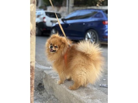2 yaşında pomeranian boo
