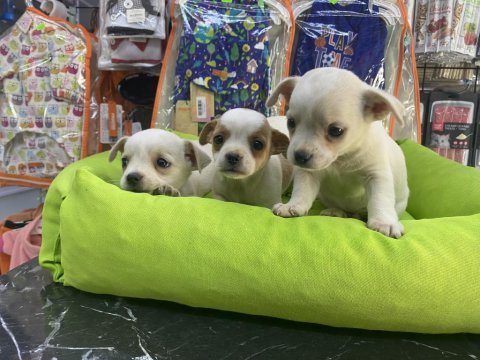 Tecup mini şivava bebekler