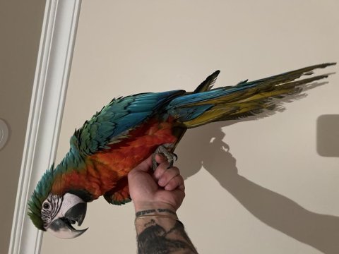 8 aylık hibrit macaw papağanımız