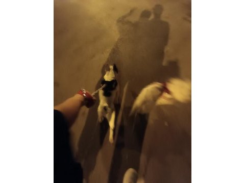 Yavrumuz a kalite french bulldog (kaslı) aile köpeği