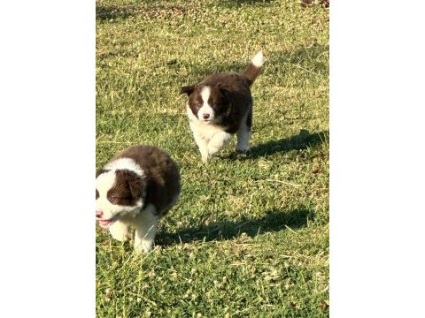 Border collie a kalite red dark