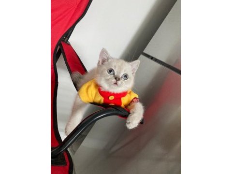 Pamuk tüylü blue point scottish fold
