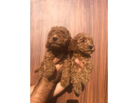 Toy poodle yavrularımız