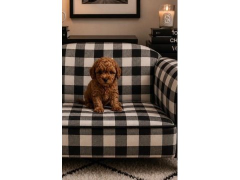 Garantili gerçek ev üretimi toy poodle