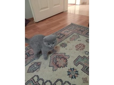 Erkek scottish fold