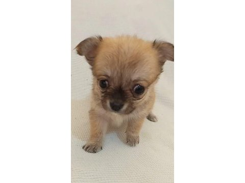 Teacup chihuahua yavrular mersin tarsus