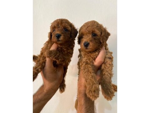 Toy poodle bebeğim