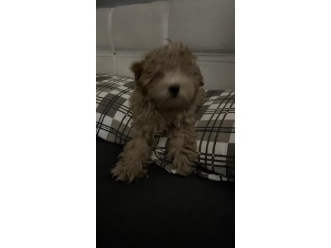 A kalite maltipoo yavru
