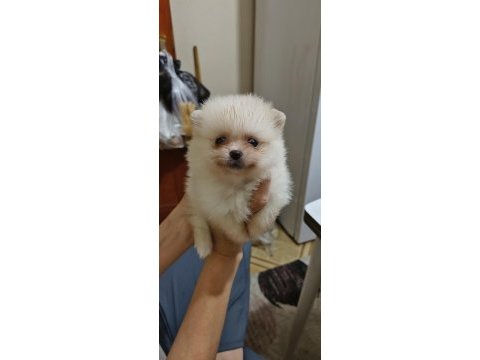Pomeranian boo yavrularım