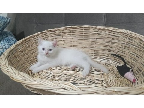 Sadece aileye british shorthair