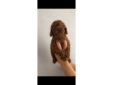 Oyuncu poodle bebeğim ailesini bekliyor