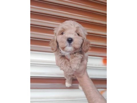 50 günlük erkek dişi maltipoo