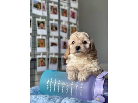 Mini maltipoo yavrularımız