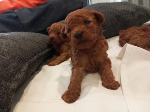 Üst düzey kore kan toy poodle yavrularım
