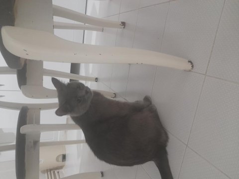 Kedi sahiplendirmek