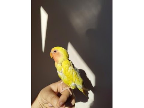2 aylık yeme düşen yavru full evcil sevda papağanı