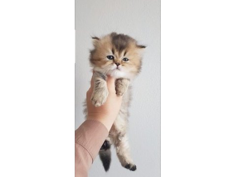 Golden british longhair dişi yavru