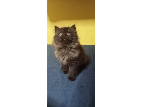 Siyah ve british longhair