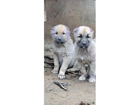 2 adet saf orjinal kangal