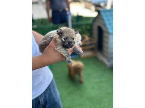 Bebek pomeranian yavrular beyaz