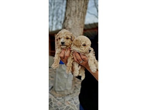 Toy poodle