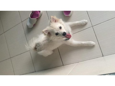 Japon spitz