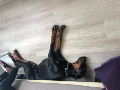 Doberman 1 yaşında