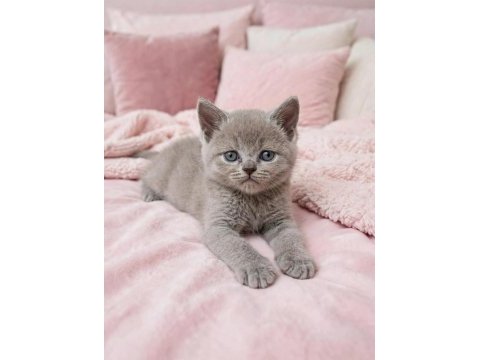 British shorthair fawn nadir renk a+ kalite