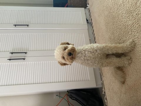 9 aylık poodle oğluma eş arıyorum