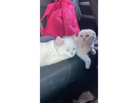 Eşsiz güzellikte ırk ve soy garantili scottish fold
