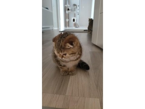 Scottish fold yavruları